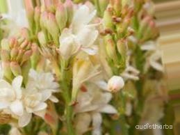 augmented_Polianthes tuberosa flower4_0_6259.jpeg